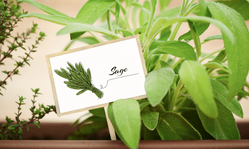 Garden Labels